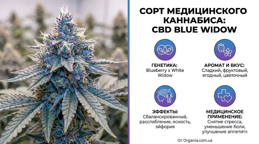 cbd blue wiidow