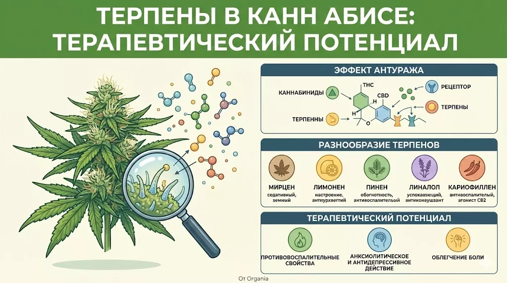 терпены в каннабисе